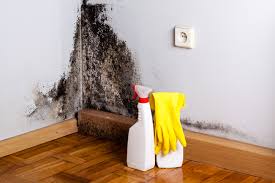 Why You Should Choose Our Mold Remediation Services in Del Monte Forest, CA